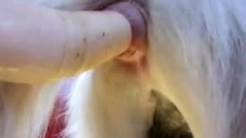 Guy penetrates a beast's rear end with a massive dildo