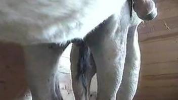 Man drools by watching a horse fucking his tight female