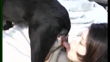 Sluts are wildly enjoying sharing the canine dick on webcam