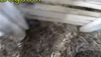 Guy with an erect dick pounding a hot ewe from the rear