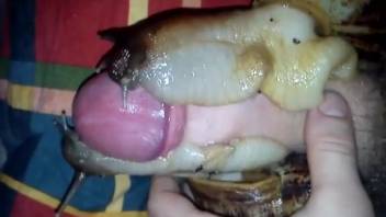 A guy's dick ends up squeezed between two alluring snails