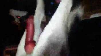 Naked novice guy masturbates the canine's penis as he records himself
