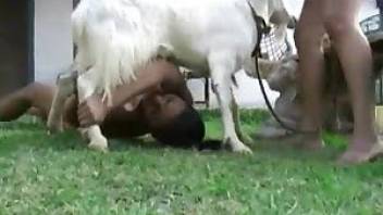 Goat