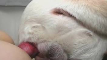 Incredible bestiality erotica featuring doggy position